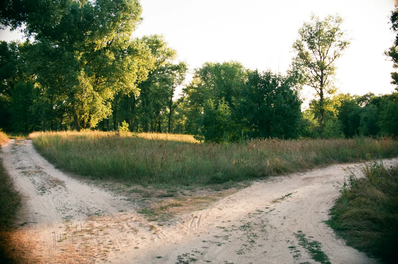 A dirt path splitting into two tracks at the edge of a field in late afternoon light