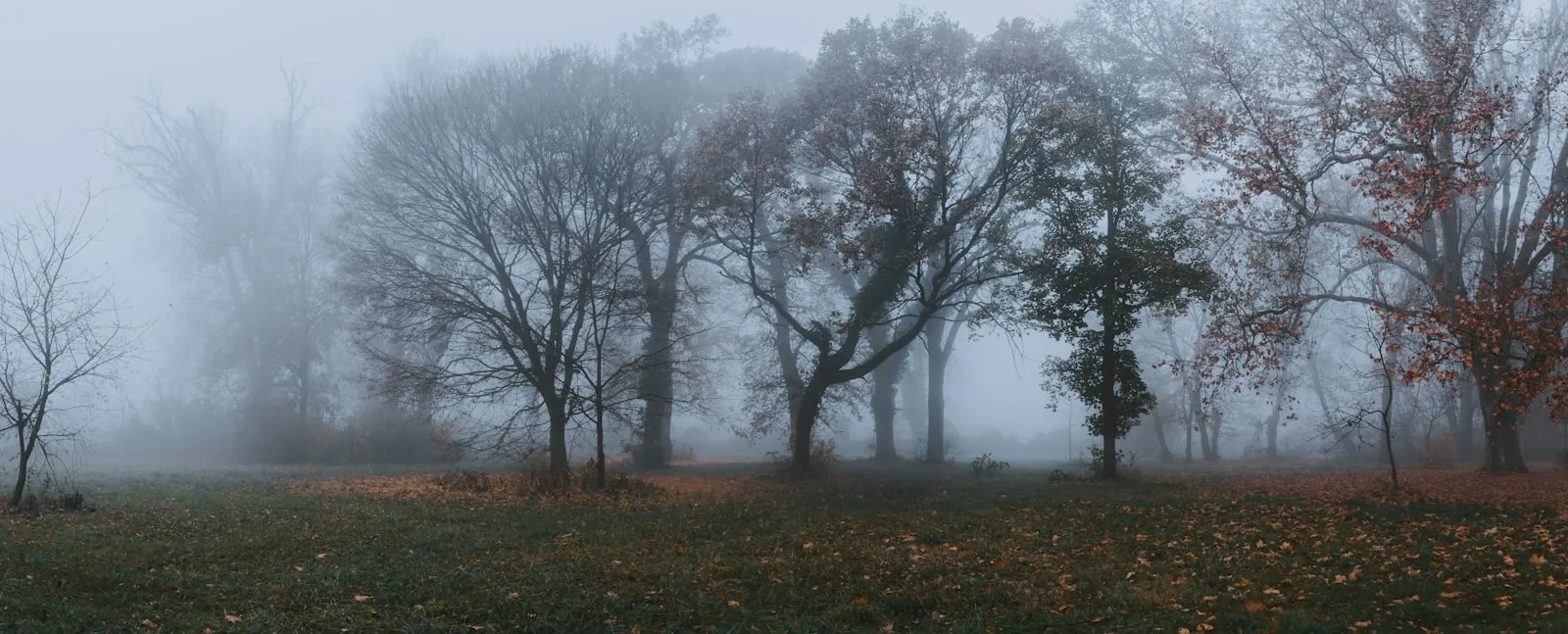 Bare trees in heavy fog on a grey November morning