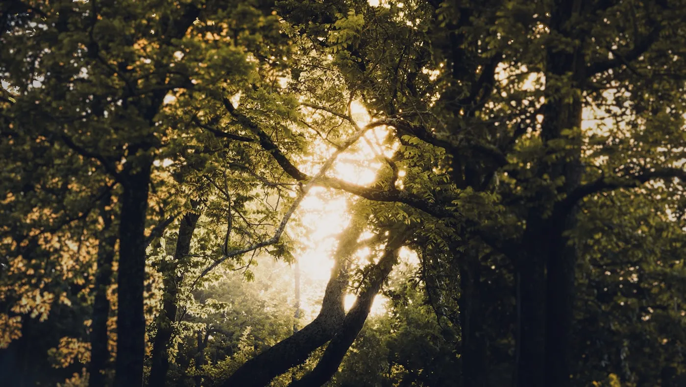 Sunlight coming through a stand of trees