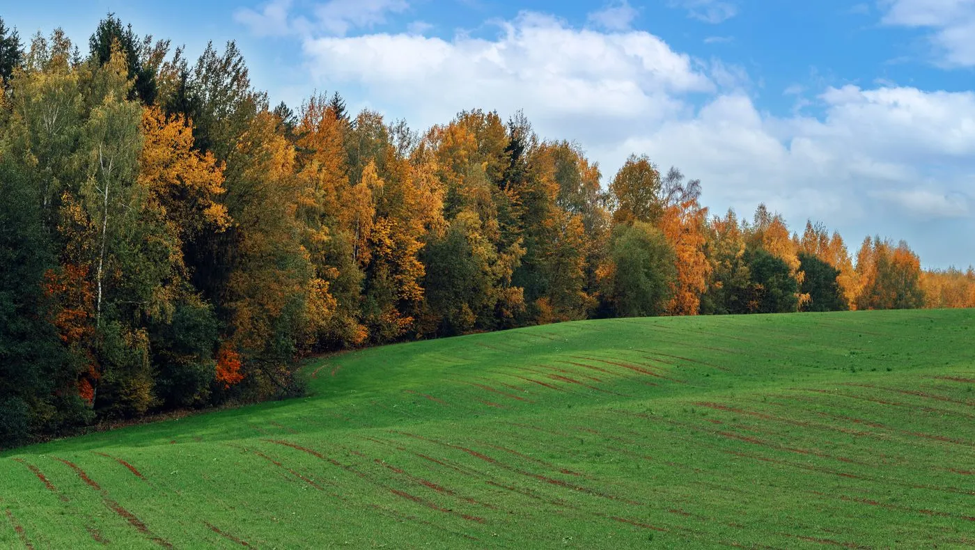 An autumn treeline at the edge of a green field