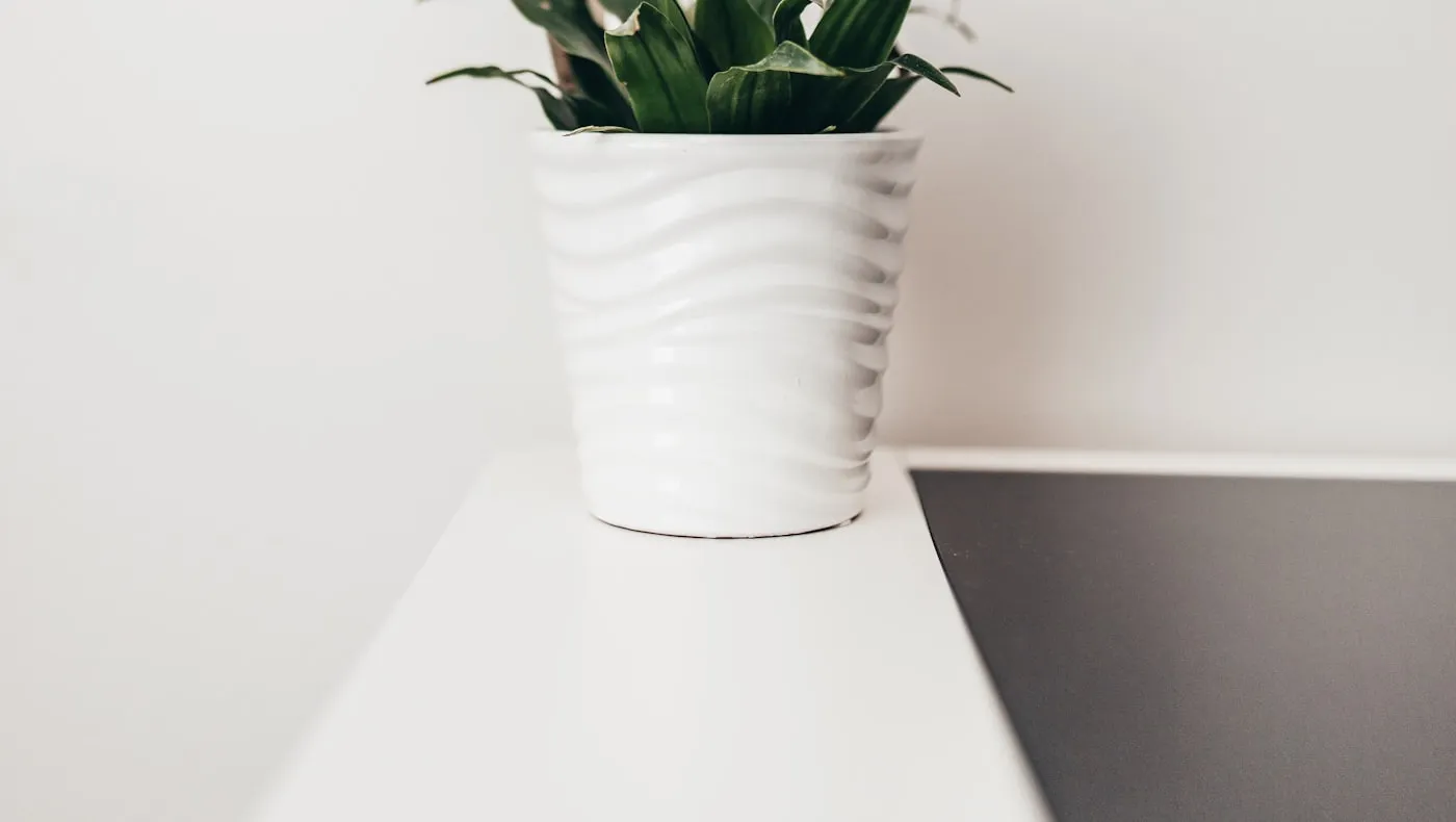 A single plant on a bare white surface
